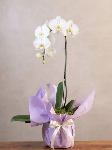 Orquidea Blanca para Mamá